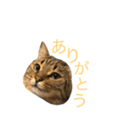 ノス兄さんのスタンプ（個別スタンプ：2）