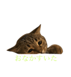 ノス兄さんのスタンプ（個別スタンプ：9）