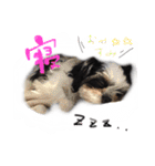 犬仔のリクと凛ʕ•ᴥ•ʔ（個別スタンプ：7）