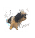 犬仔のリクと凛ʕ•ᴥ•ʔ（個別スタンプ：8）