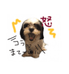 犬仔のリクと凛ʕ•ᴥ•ʔ（個別スタンプ：11）