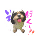 犬仔のリクと凛ʕ•ᴥ•ʔ（個別スタンプ：13）