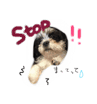 犬仔のリクと凛ʕ•ᴥ•ʔ（個別スタンプ：17）