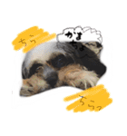 犬仔のリクと凛ʕ•ᴥ•ʔ（個別スタンプ：19）
