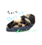犬仔のリクと凛ʕ•ᴥ•ʔ（個別スタンプ：23）