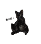 cute 3 cats（個別スタンプ：1）