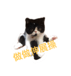 cute 3 cats（個別スタンプ：2）