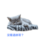 cute 3 cats（個別スタンプ：4）