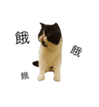 cute 3 cats（個別スタンプ：5）