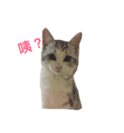 cute 3 cats（個別スタンプ：6）