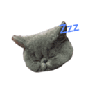 cute 3 cats（個別スタンプ：8）