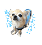 ぽてちと仲間たち（個別スタンプ：20）