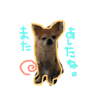 ぽてちと仲間たち（個別スタンプ：31）