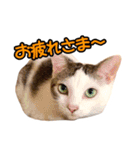 ねこのでんせつ2（個別スタンプ：1）