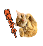 ねこのでんせつ2（個別スタンプ：3）