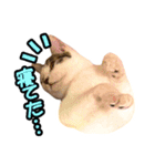 ねこのでんせつ2（個別スタンプ：4）
