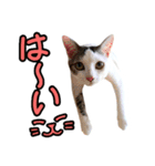 ねこのでんせつ2（個別スタンプ：5）