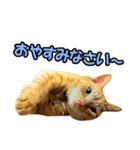 ねこのでんせつ2（個別スタンプ：7）