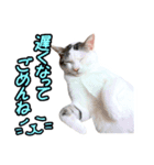 ねこのでんせつ2（個別スタンプ：8）