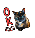 ねこのでんせつ2（個別スタンプ：9）