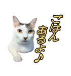 ねこのでんせつ2（個別スタンプ：11）