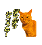 ねこのでんせつ2（個別スタンプ：12）
