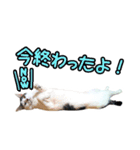 ねこのでんせつ2（個別スタンプ：13）