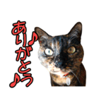 ねこのでんせつ2（個別スタンプ：14）
