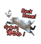 ねこのでんせつ2（個別スタンプ：15）