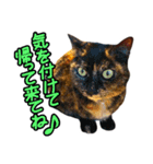 ねこのでんせつ2（個別スタンプ：16）