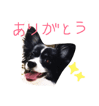 わんちゃんのひと言！！（個別スタンプ：1）