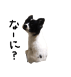 わんちゃんのひと言！！（個別スタンプ：5）