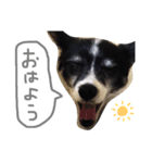わんちゃんのひと言！！（個別スタンプ：9）