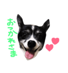 わんちゃんのひと言！！（個別スタンプ：13）