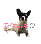 わんちゃんのひと言！！（個別スタンプ：14）