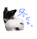 わんちゃんのひと言！！（個別スタンプ：15）