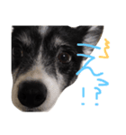 わんちゃんのひと言！！（個別スタンプ：16）