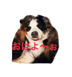 バーニーズの1日（個別スタンプ：1）