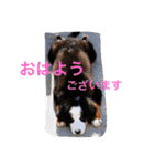バーニーズの1日（個別スタンプ：2）
