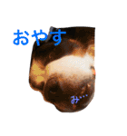 バーニーズの1日（個別スタンプ：3）