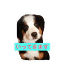 バーニーズの1日（個別スタンプ：4）