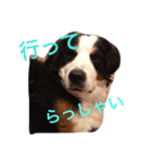 バーニーズの1日（個別スタンプ：5）