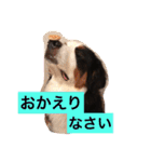 バーニーズの1日（個別スタンプ：6）