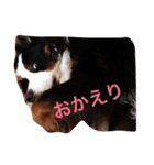 バーニーズの1日（個別スタンプ：7）