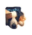 バーニーズの1日（個別スタンプ：9）