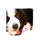 バーニーズの1日（個別スタンプ：10）
