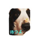 バーニーズの1日（個別スタンプ：12）