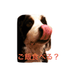 バーニーズの1日（個別スタンプ：14）