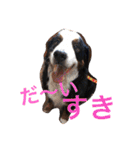 バーニーズの1日（個別スタンプ：15）
