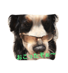 バーニーズの1日（個別スタンプ：17）
